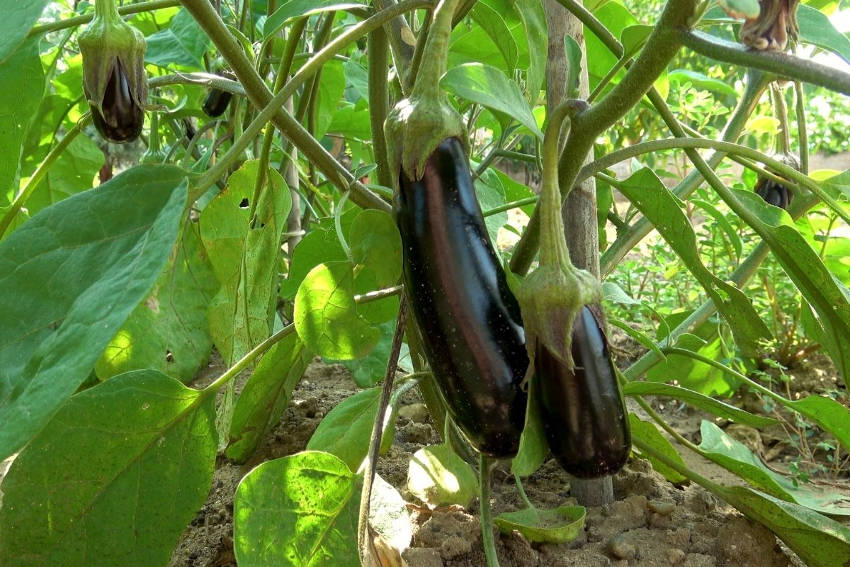 Eggplant Plant